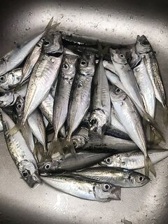 Чёрное море — тихий закат и стабильный клев: джиг 0.7–1 г и «франкенштейны»