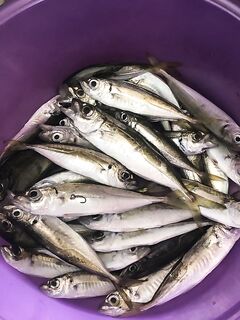 Чёрное море: понизовка, холодная вода и ключик — 0.5 г + хвостик Aqua Wave