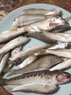 Чёрное море — Евпатория, барабуля и дракончики: чебурашка 1.5 г и червь зашли