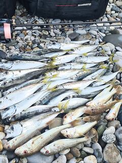 Чёрное море, рыбалка со ставридой и барабулькой: 0.6 г силикон, 1.5 г маракуй — менять не стал