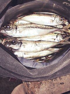 ЮБК 2017–2018: ставрида заходила «под тридцатку», вспоминаю ту динамику