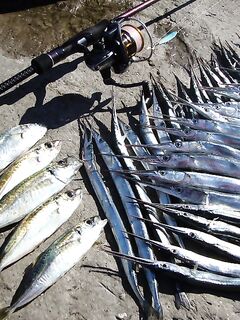 Сентябрьский улов «по сто»: когда стая на точке весь день