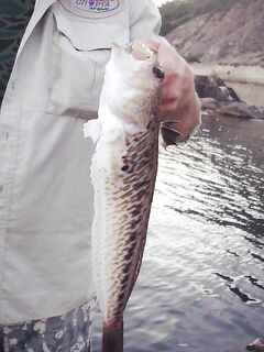 Опасная рыба европейского бассейна: встреча напоминает — осторожность прежде всего