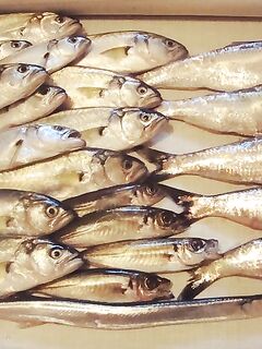 Зимняя сельдь: от 1–2 штук до «ведро каждый день» — всё решает погода