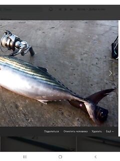 Первые пеламиды синхронно: разлёт мест 15 км, обе стороны в теме