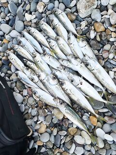 Немного предрассветной ставриды: 0,6–1,5 г подбирал, порадовал мелкий «зубастик»