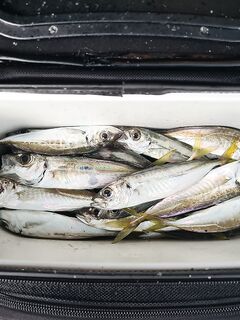 Перед болтанкой часик: 0,6–1,5 г силикон, дальше — в поиски луфаря по волне