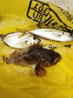 Сушёный нереис выручил: бомбарда в Большом Утрише и утренне-вечерние развлечения