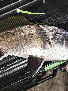 Судак, 3–13 сентября: ищу компанию на утренние и вечерние рыбалки ультралайтом