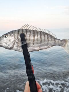 Вода слишком тёплая: мармир визжал фрикционом на Hana 3 г и шнуре 0.15 — ждём шевеления