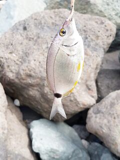 Имеретинка, камни за портом: карась активный, стрейч молчит, по темноте — скорпена