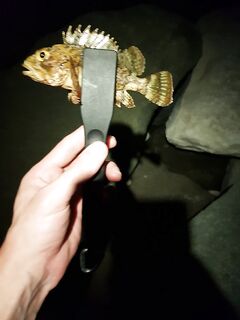 Имеретинка вечером: мелкая ставридка, скромная скорпена и загадочный «резчик» силикона