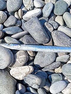 Имеретинка в сентябре: ракообразные под скорпену и креатуры на горбыля у порта