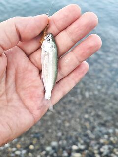 Тёплая вода 28°: ставрида в анабиозе, просит лёгкие веса и медленную проводку