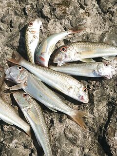 Час на спин рядом с морем: мелкая барабулька, дракончик и шаловливый карасик