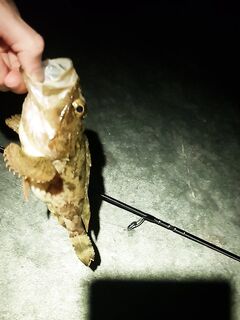 Имеретинка вечером: мамка-скорпена, ещё семь штук, пара ставридок и холостое колебло