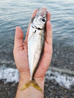 85 грамм редкого гостя на Corto 592 XUL: эстера 0.2 PE хватает без утолщения