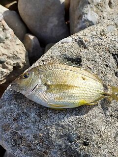 Орджоникидзе, Агатовый пляж: мелководье с валунами, вопрос по вечерним выходам