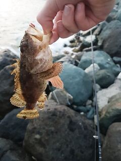 Имеретинка с накатом: скорпена активна, поштучная ставрида и прилов бычка