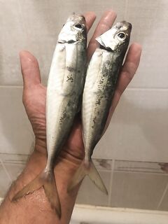 Ставрида вяленая по клёву: вяленько, но иногда везёт и окно короткое