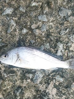 Отводной спас утро: два горбылька отпущены, звёздочёт, карасики и барабулька