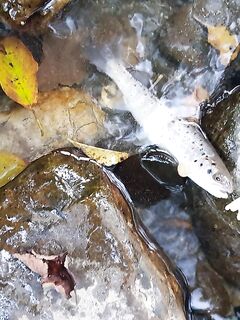 Имеретинка и горы: форель отпущена, вечером скорпены, потом ставридка с хода