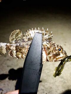 Адлер, вокзал: ночное дежурство без всплесков, скорпены и пара карасей