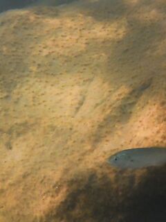 Луфарь у берега подрос, но воблеры молчат: дорабатываю технику проводки