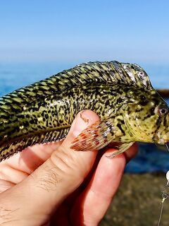 Утреннее дежурство: скорпенки, караси и первый луфарик на бомбарду 10 г