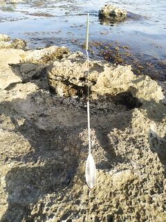 70% рыбалок с бомбардой: без дробинки, разные плавучести и конусная трубочка