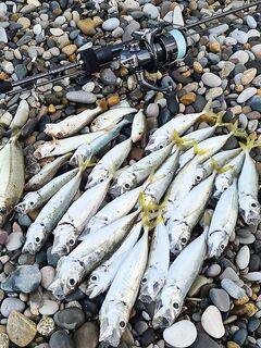 Предрассветная ставрида на 1 г и прозрачный силикон: жадно, но часиком ограничилось