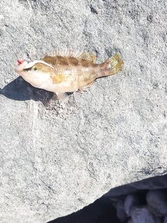 Утро на море: экогир нежный, зелёнухи и караси активные, вечер дал пару ершей