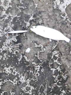 Адлер, утро 6:00-7:30 и день: пилькеры 5-10 г со «своими» мушками, потом нереис