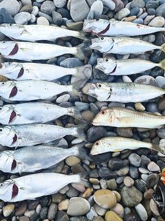 Перед рассветом луфарь разогнал ставриду: полоска из ставриды на 1.5 г помогла