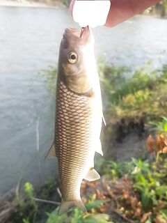 Речка по дороге и штиль на море: четыре голавля, потом скорпена спасла вечер
