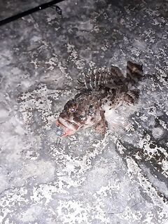 Бомбарда а-ля Tict и светящийся силикон: ставридки, нано-луфарь и хлеб на чуларке