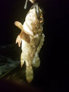 Имеретинка в грозу: ветер сменил направление, у стены порта активничала скорпена