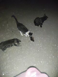 Новый Свет, первый опыт: скорпена-бультерьер, морской окунь в полоску и лиса-рекетир