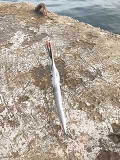 Севастополь: «носатые» проснулись — работал только светофорный окрас