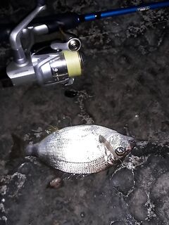 Адлер в пекло: тёплая вода, на железо одна ставридка, отводной дал крупного карася