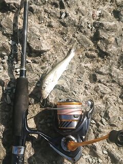 Адлер на рассвете: железо молчало, микроджиг оживил, отводной закрыл барабулей