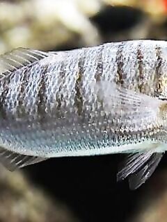 Найдена «атлантическая мормора»: фиксация по виду, любопытная встреча на побережье