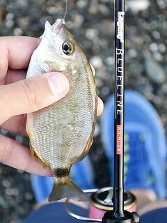 Ласкирь на песке до темноты: Magbite Booty Shake 2" тащил, изомы молчали