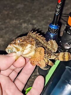 Ставридка вечером 18:00-21:00 на 2.2 г, утром 6:00-8:00 три сарганчика и луфарик