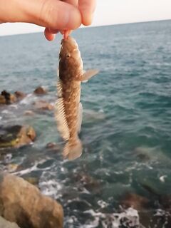 Имеретинка, шторм и ветер: карась обдирал раков, XL нереис помог по поклёвкам