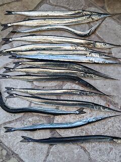 Судак, набережная 5:30-7:30: пилькеры 5-7 г с 3 lb поводком — утренняя проверка