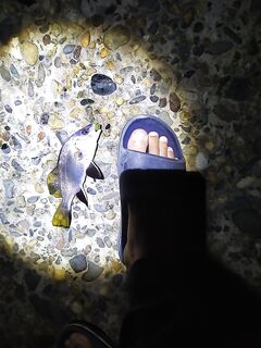 Горбылик мелкий — отметился и ушёл расти, продолжу следить за точкой