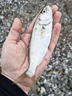 Луфарь начал укрупняться, железо и вобы игнорит — берёт на мдж и AdjiMaster
