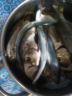 Ласкирь клевал без интриги — порадовала бойкая кукушка, пришлось повозиться