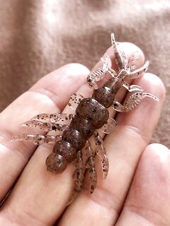 «Рак рулит»: почти вся рыба на крабаобразные, попытка отсечь мелочь не спасла